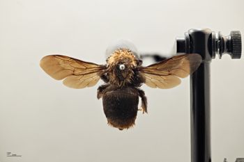 Media type: image;   Entomology 803569 Aspect: habitus dorsal view
